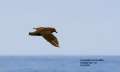 South Polar Skua